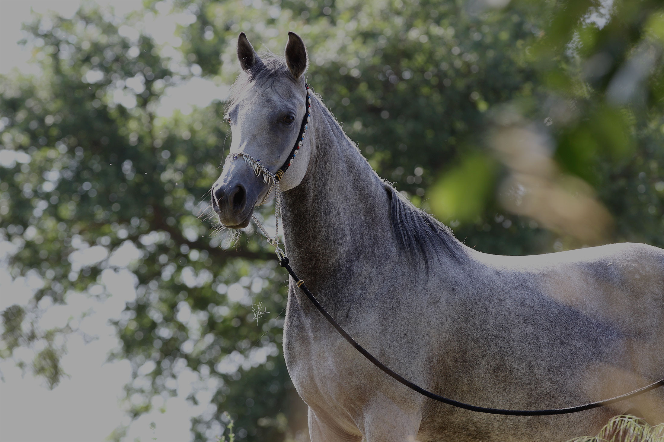 Vendita Cavallo Purosangue Arabo Egiziano Puledri Fattrici