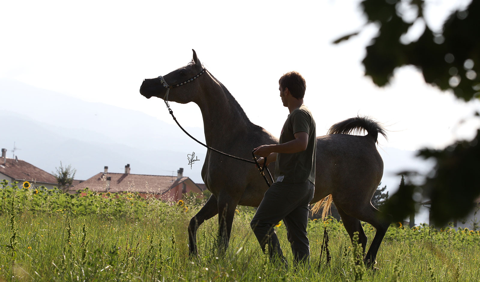 Vendita Cavallo Purosangue Arabo Egiziano Puledri Fattrici