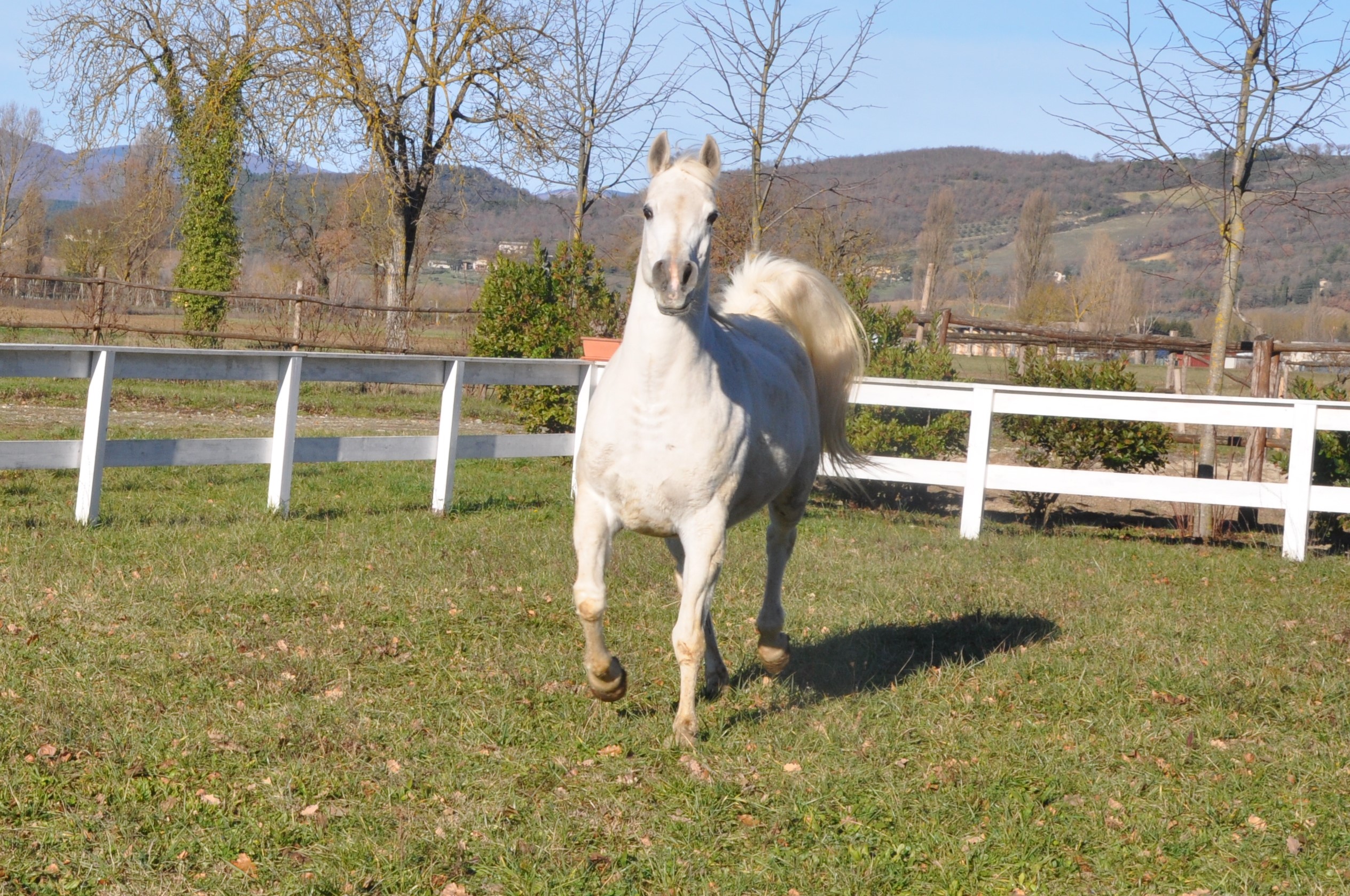 Vendita Cavalle Fattrici Purosangue Arabi Egiziani Del Casato Stud