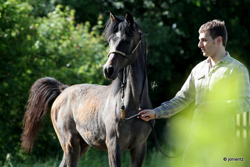 Vendita Cavallo Purosangue Arabo Egiziano Puledri Fattrici